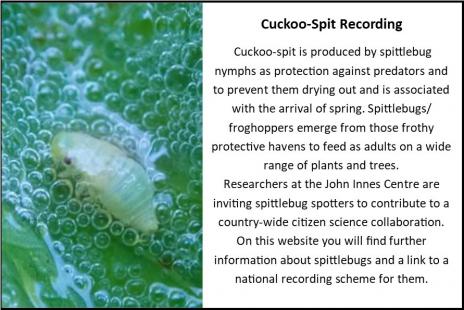 cuckoo spit card