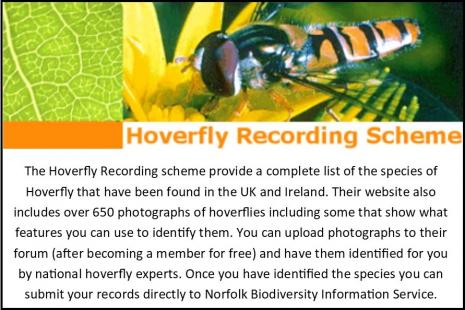 Hoverfly Card8